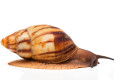 Archachatina marginata candefacta Cameroon striped adult